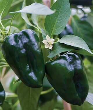 50 Vegetable Seeds Ancho Poblano Chili Pepper   #LMES2