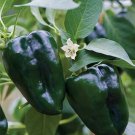 50 Vegetable Seeds Ancho Poblano Chili Pepper   #LMES2