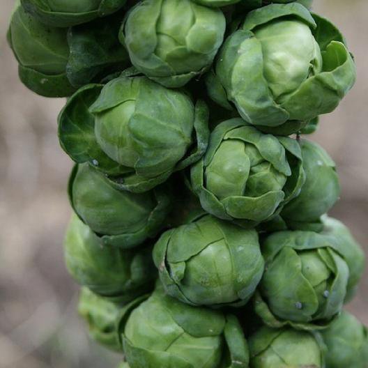 Long Island Brussel Sprout, 1000 Vegetable Seeds      #LMES2