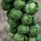 Long Island Brussel Sprout, 1000 Vegetable Seeds      #LMES2