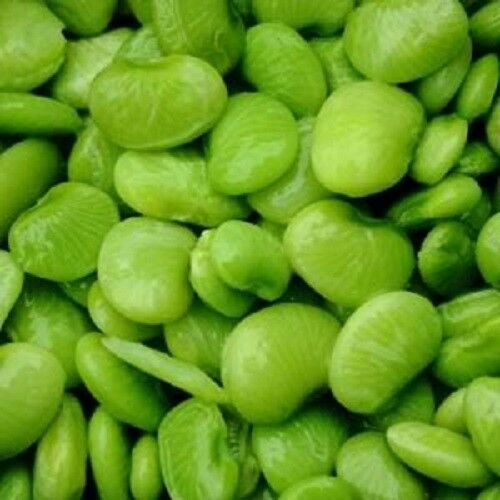 20 vegetable seeds Fordhook Lima Bean Phaseolus Lunatus     #LMES2