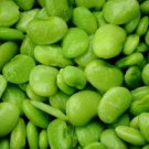 20 vegetable seeds Fordhook Lima Bean Phaseolus Lunatus     #LMES2
