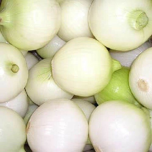 500 Seeds Crystal White Wax Pearl Onion Allium Cepa  #LMES2