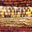 100 Vegetable Seeds Ornamental Indian Corn Wampum Mixed Colors    #LMES2