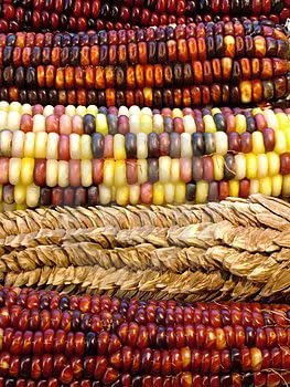 100 Vegetable Seeds Ornamental Indian Corn Wampum Mixed Colors    #LMES2