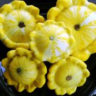 10 seeds Yellow Golden Bush Scallop Squash Paty Patty Pan Cucurbita Pepo        #LMES2