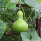 20 seeds Birdhouse Gourd Hard Shelled Calabash Lagenaria Siceraria      #LMES2