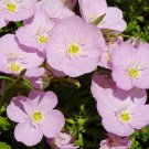 135 flower seeds Rose Campoin  pink white color, fast growing  #IEB39