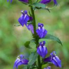 243 flower seeds Giant Blue lobelia, easy to grow    #IEB39