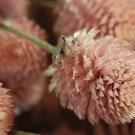 50 flower seeds Gomphrena Globosa- Salmon color #IEB40