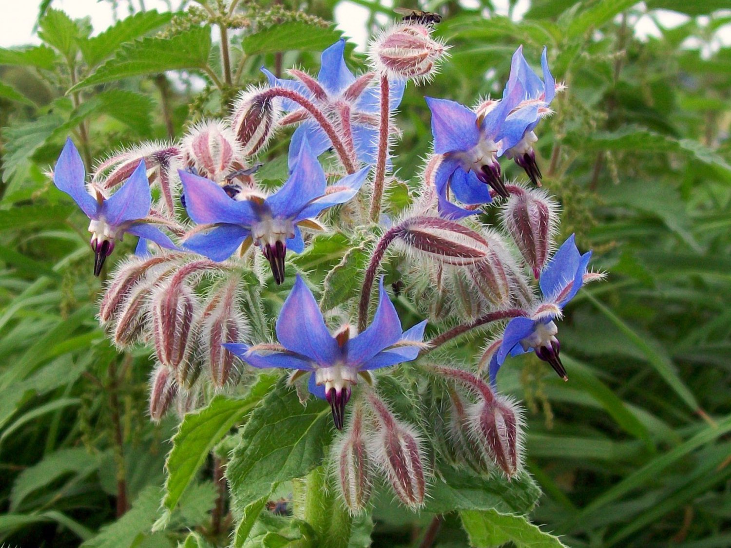 Blue Borage Borago Officinalis  50 flower Seeds, easy to grow    #IEB40