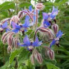 Blue Borage Borago Officinalis  50 flower Seeds, easy to grow    #IEB40