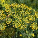 Yellow Fennel   Foeniculum Vulgare Florence 200 seeds, #IEB40