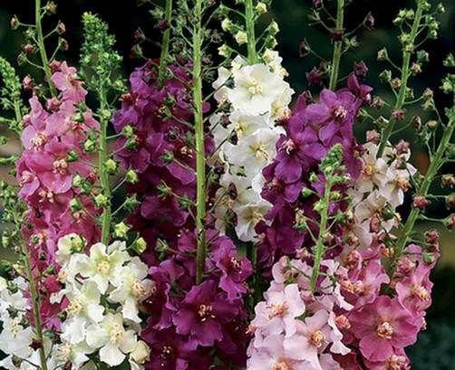 100 flower seeds Verbascum- Mullein Phoeniceum Mix colors #IEB40
