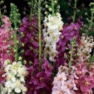 100 flower seeds Verbascum- Mullein Phoeniceum Mix colors #IEB40