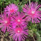 25 seeds fuschia Ice Plant  Delosperma Cooperi, easy to grow    #IEB40
