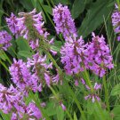 50 Seeds Pink Betony  Stachys Officinalis    #IEB40