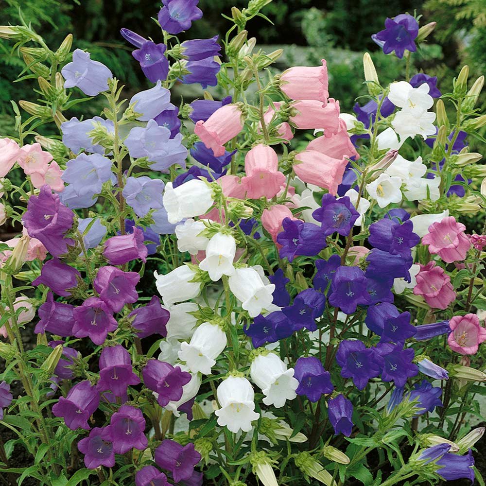 Mix colors  Canterbury Bells Campanula  100 flower Seeds #IEB40