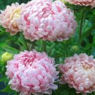 50 seeds Pink Aster  Callistephus Tall Paeony Duchess, easy to grow   #IEB40