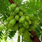 5 seeds Averrhoa Bilimbi   Cucumber   Rare Tropical Plant    seeds  #IEB42