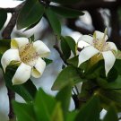 5 seeds Rothmannia Capensis Wild Gardenia Rare Tropical Plant seeds  #IEB42