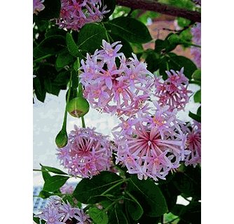 5 Rare Tropical Plant Tree Seeds Dais cotinifolia   Pompom   Pincushion   #IEB42