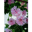 5 Rare Tropical Plant Tree Seeds Dais cotinifolia   Pompom   Pincushion   #IEB42