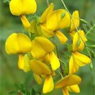 15 Rare Tropical Tree Seeds Sesbania Aculeata Bispinosa Danchi, easy to grow    #IEB42