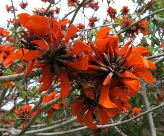5 Rare Tropical Plant Tree Seeds Erythrina Caffra Kaffir Coast Coral   #IEB42