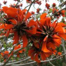 5 Rare Tropical Plant Tree Seeds Erythrina Caffra Kaffir Coast Coral   #IEB42