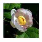 5 Rare Tropical Plant Tree Seeds Calycanthus Chinensis  Allspice , easy to grow     #IEB42