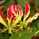 10 Rare Tropical Plant Seeds Gloriosa superba   Flame or Fire Lily   #IEB42