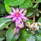 5 Rare Tropical Plant Tree Seeds Grewia Occidentales   #IEB42