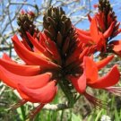 5 Rare Tropical Plant Tree Seeds Erythrina Arborescens  Sunshine Coral    #IEB42