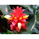 10 Rare Tropical Plant Seeds Costus Woodsonii  Red Button Ginger     #IEB42