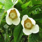 5 Rare Tropical Plant Tree Seeds Dillenia Indica   Elephant Apple   #IEB42
