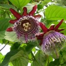 5 Rare Tropical Plant Seeds Passiflora Quadrangularis Giant Granadilla   #IEB42