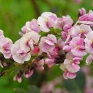 10 seeds Hardenbergia Violacea Rosea Pink Happy Wanderer   #IEB42