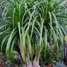10 Tropical seedsBeaucarnea Guatemalensis   Ponytail    #IEB42