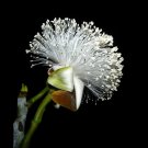 5 seeds Pseudobombax Millei Shaving Bush   #IEB42