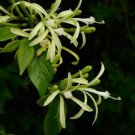 5 tropical seeds Turraea Floribunda Honeysuckle Tree     #IEB42