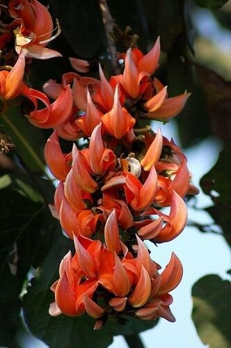 5 Rare Tropical Plant Tree Seeds Butea Monosperma   #IEB42