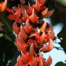 5 Rare Tropical Plant Tree Seeds Butea Monosperma   #IEB42
