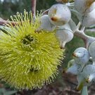 10 Rare tropical seeds Eucalyptus Woodwardii  Lemon Flowered Gum    #IEB42