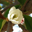 5 Rare Tropical  seeds Magnolia Doltsopa      #IEB42