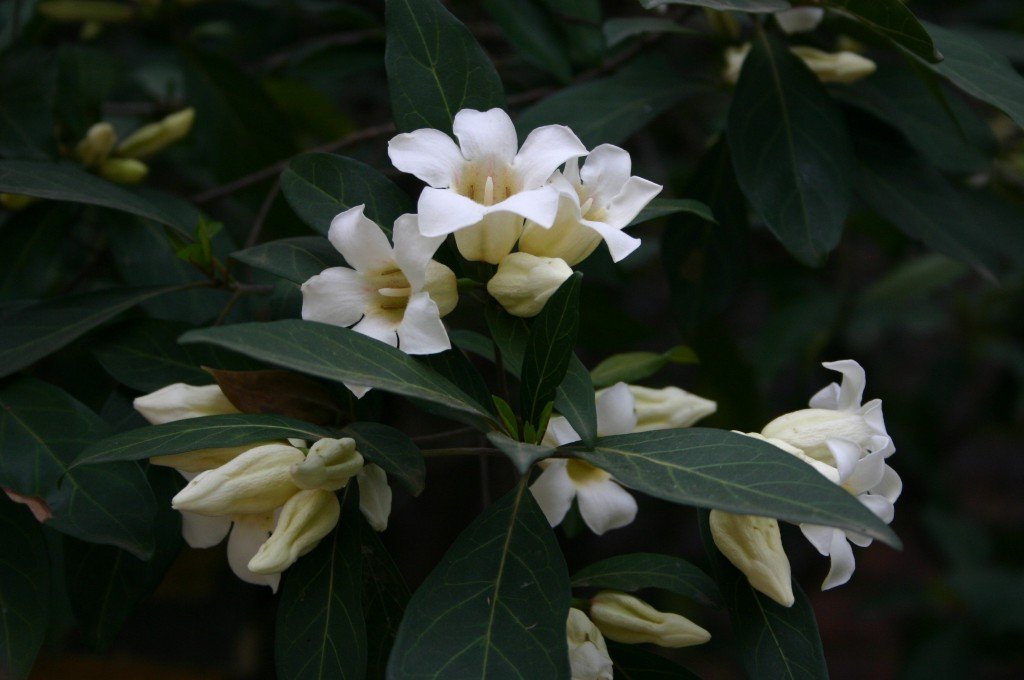 5 tropical seed Rothmannia Globosa Bell Gardenia    #IEB42