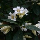 5 tropical seed Rothmannia Globosa Bell Gardenia    #IEB42
