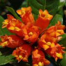 5 tropical seeds Burchellia bubalina - Wild Pomegranate   #IEB42