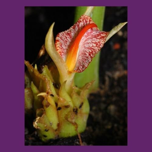 6 Tropical   Seeds Zingiber Rubens Bengal Ginger    #IEB42