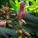 5 tropical seeds Alpinia Nigra Tora  #IEB42